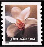 (34c) Orchid (15k)